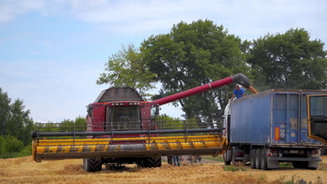 harvesting of field with combine. combine harvester agriculture machine harvesting golden ripe wheat field