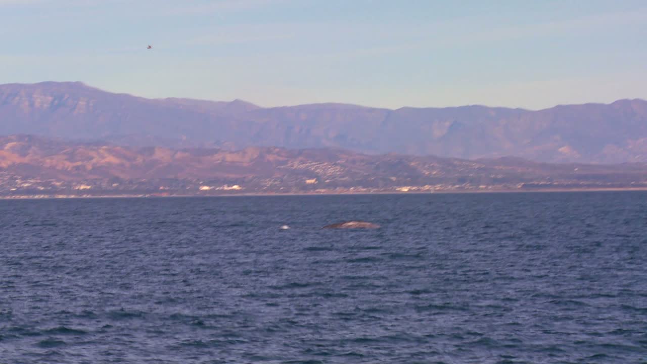 산타바바라 캘리포니아 해안에서 꼬리를 내밀고 고래 다이빙과 물보라
