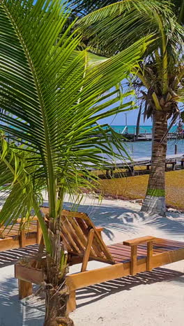 vertical view, beach chairs and seaweed on coast of belize on hot sunny day