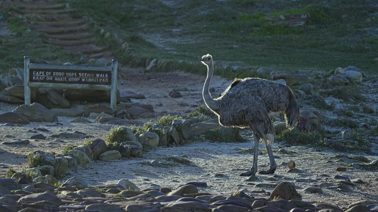 Struds står på stenet kystgrund ved Cape Point Naturreservat, Kap det Gode Håb, Sydafrika, i et bevaringsmiljø