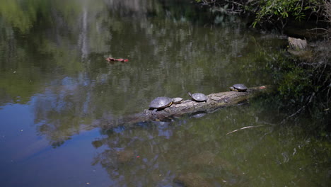 tortugas en un tronco