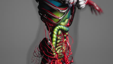 animation-of-human-internal-organs