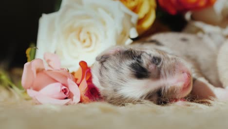 one newborn puppy lies on a soft mat on the background of a bouquet of roses