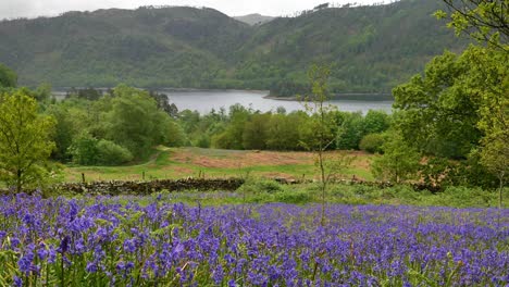 Glockenblumen-Am-Thirlmere-Lake,-Lake-District,-England