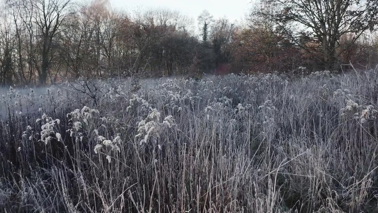frühe morgen-winter-landschaft, schuss aus der nähe über ein feld von frostbedeckten sträuchern