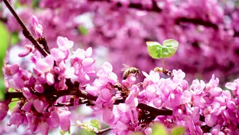 bees that fly on pink flowers in early spring 4k at 30fps