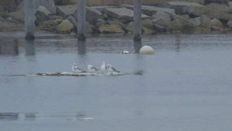 seagulls floating on a sheet of ice while it snows around them and near a rocky shoreline, at mouth of saco river in maine. clip b