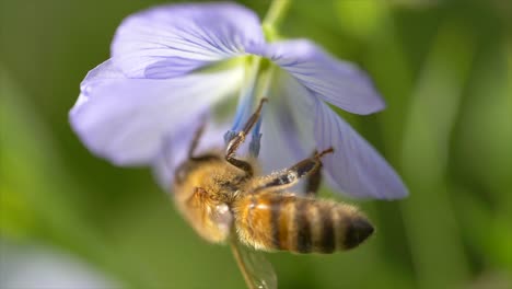 macro slow motion of beautiful bee hanging on blooming flower during sunny autumn day in nature