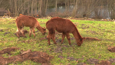 Drei-Braune-Alpakas,-Die-Auf-Grüner-Wiese-Stehen-Und-Gras-In-Zeitlupe-Fressen