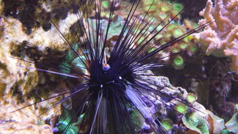 black long spine urchin at coral reef. diadema setosum is a species of long-spined sea urchin belonging to the family diadematidae.