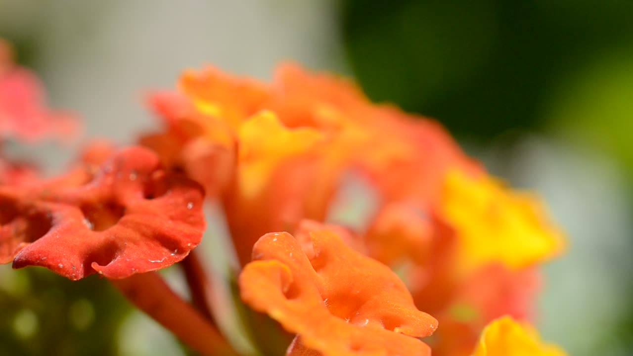 Fiori, macro
