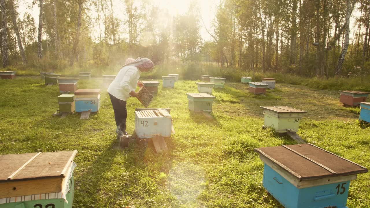 Beekeeper Inspecting Honeycombs in an Apiary