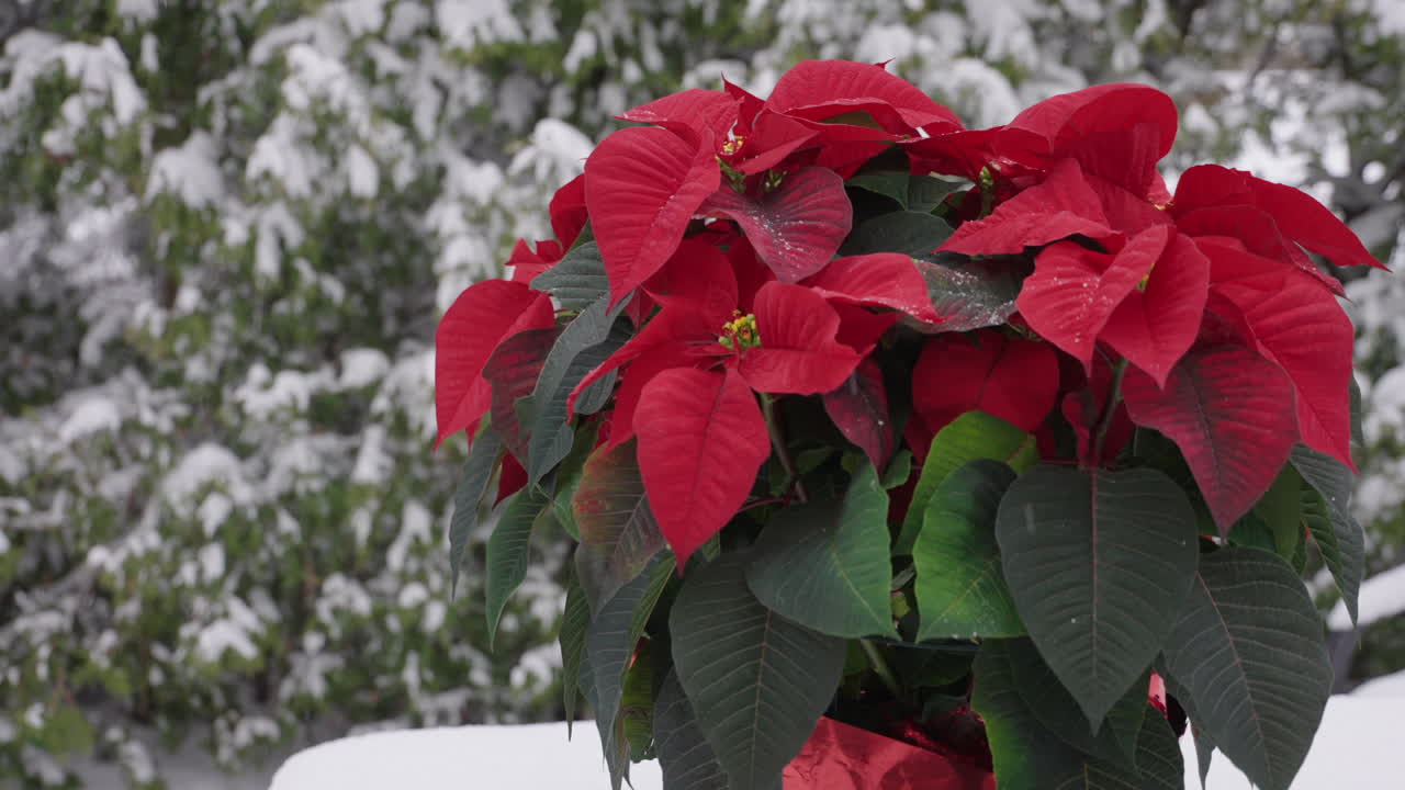 Planta de poinsétia de Natal com um fundo de inverno nevado.
