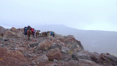 pack horses carrying backpacks to the basecamp of mt