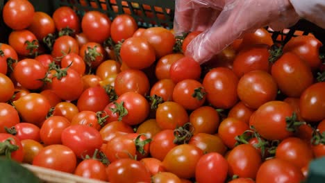 close-up of a hand in a plastic glove selecting cherry tomatoes