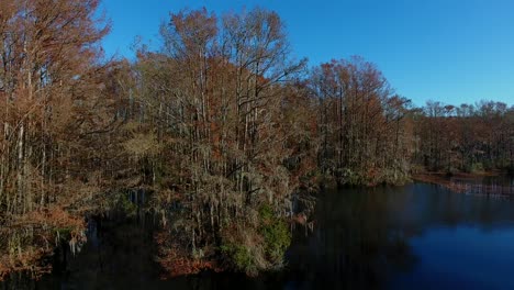 Spinning-around-a-large-Bald-Cypress,-which-sits-in-a-lake