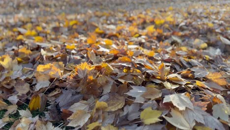 El-Suelo-Está-Cubierto-De-Hojas-De-Arce-Durante-La-Temporada-De-Otoño