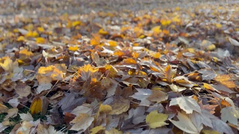el suelo está cubierto de hojas de arce durante la temporada de otoño