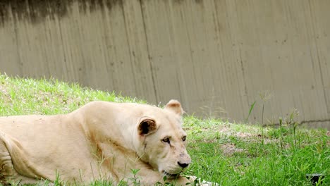 Ältere-Weiße-Löwin-Liegt-Auf-Dem-Gras-Im-Zoo