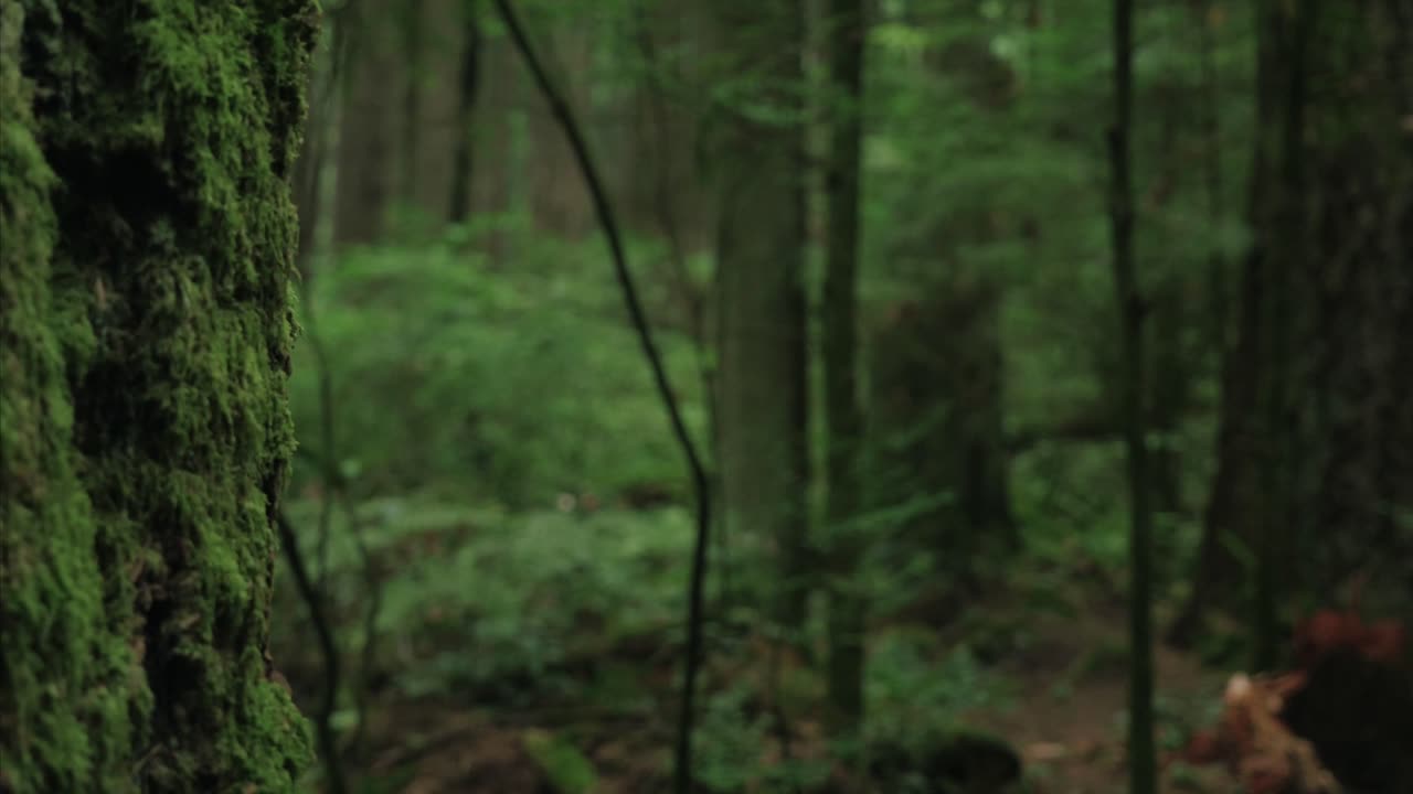 Vancouver British Columbia forest