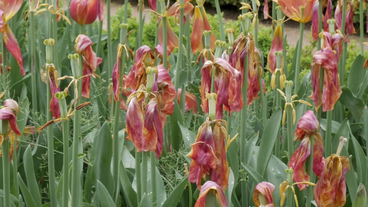 Visnende tulipaner i haven, et billede på naturligt forfald og forårets slutning.