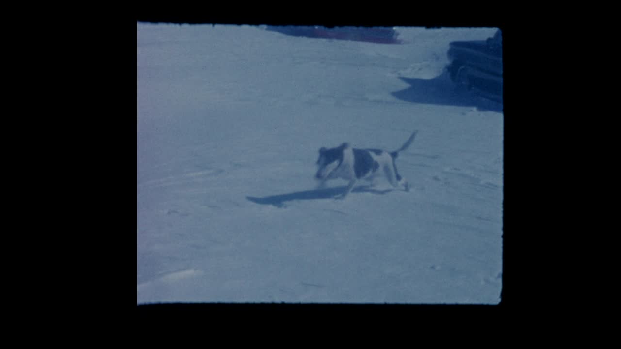 Hund kæmper for at gå gennem dyb sne efter en snestorm.
