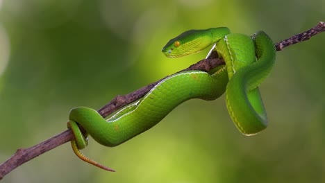 The-White-lipped-Pit-Viper-is-a-venomous-pit-viper-endemic-to-Southeast-Asia-and-is-often-found-during-the-night-waiting-on-a-branch-or-limb-of-a-tree-near-a-body-of-water-with-plenty-of-food-items