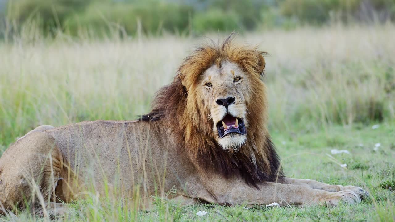 león macho de cerca animal de safari de vida silvestre africano en la reserva nacional de masai mara en kenia, áfrica, hermoso gato grande en masai mara, mara north conservancy, ángulo bajo de depredador tendido en el suelo