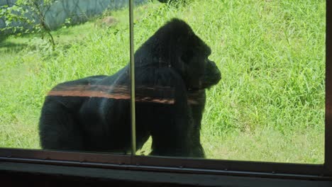 western lowland gorilla walks past glass window of zoo enclosure, past tourist
