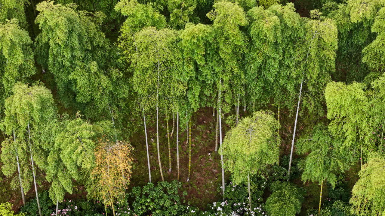 Aerial drone view of the Arashiyama Bamboo Forest in Kyoto, Japan