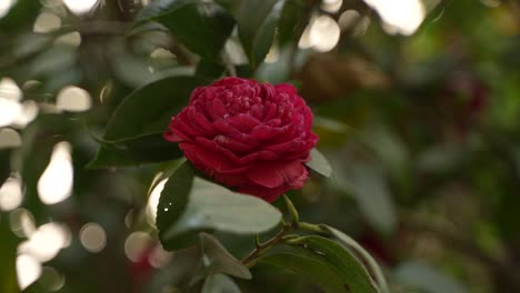 camellia japnica flower blooms in mountainous areas