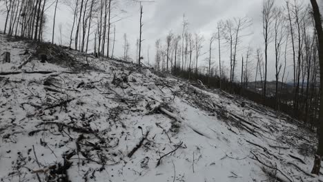 Schwenk-Auf-Einem-Winterlichen-Thüringer-Waldgebiet-In-Verheerendem-Zustand-Mit-Vielen-Toten-Bäumen