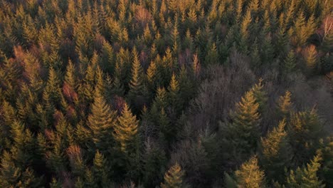 Bunter-Tannenwald-Bei-Einem-Sonnenuntergang-Im-Spätwinter