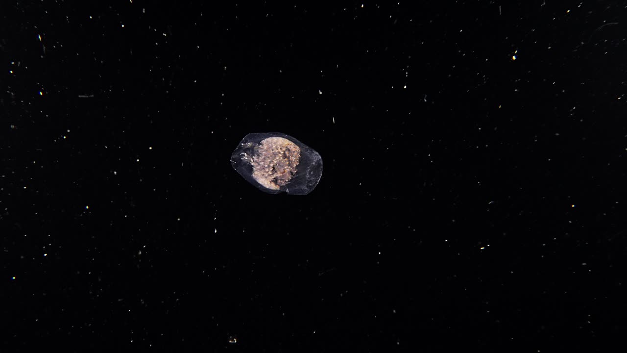 A pelagic hyperiid amphipod Phronima (Phronimidae sp.) with lots of babies inside a hollowed out salp, during a blackwater dive) during a blackwater dive in Anilao, Philippines