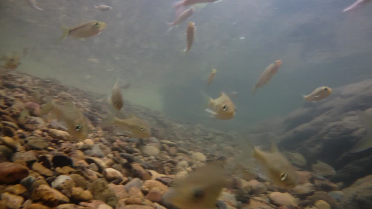 kaeng krachan 국립 공원은 많은 환상적인 야생 동물의 서식지이며 개울은 동물이 마시고 물고기가 헤엄칠 수 있는 신선한 물의 생명원입니다.