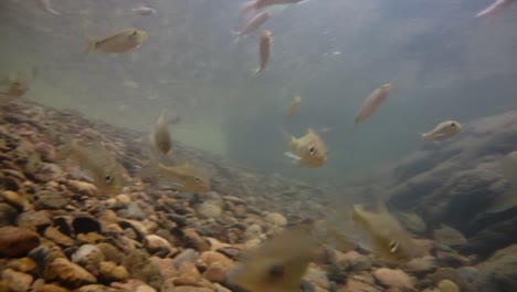 El-Parque-Nacional-Kaeng-Krachan-Es-El-Hogar-De-Muchos-Animales-Salvajes-Fantásticos-Y-Los-Arroyos-Son-Una-Fuente-De-Vida-De-Agua-Dulce-Para-Que-Los-Animales-Beban-Y-Los-Peces-Naden.