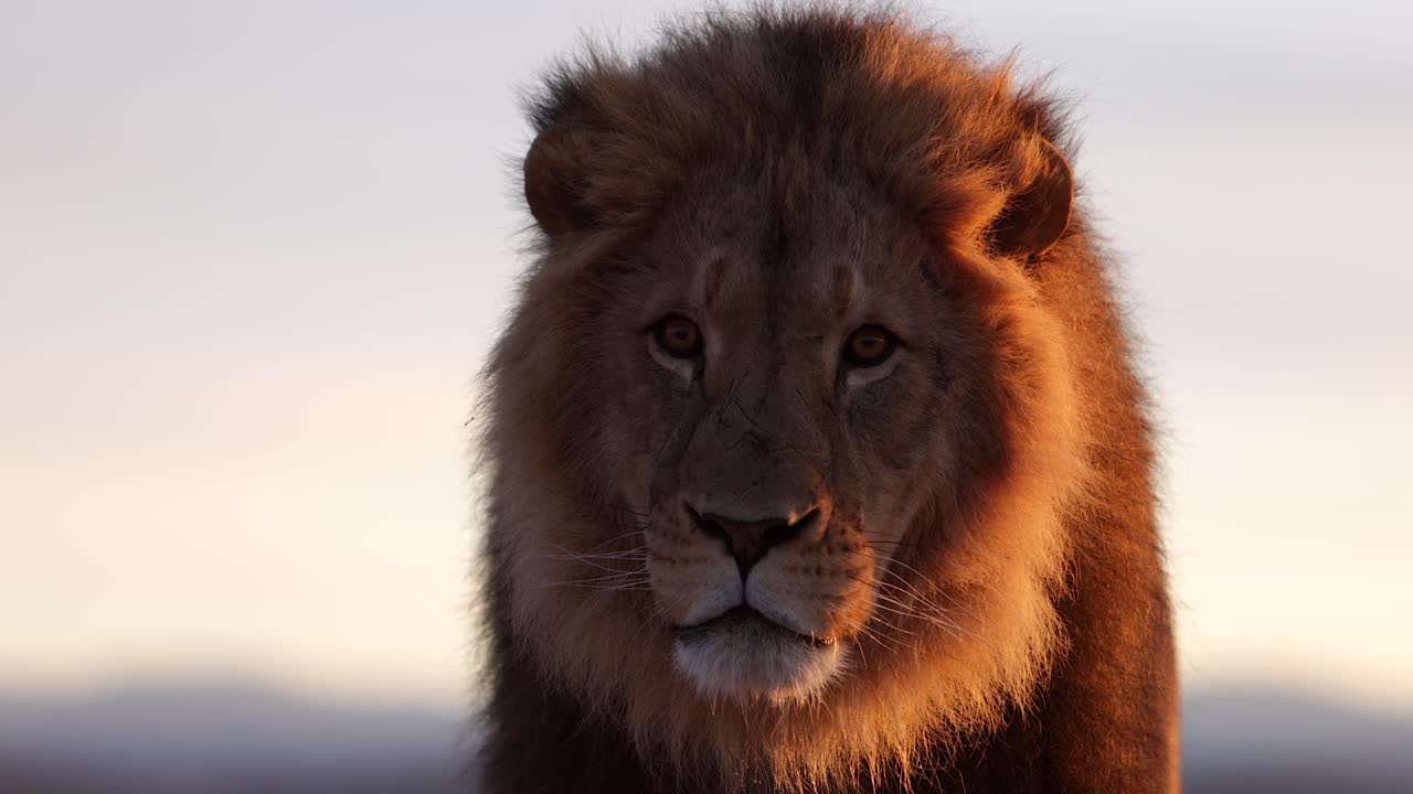 el león atrapa un pedazo de carne slomo