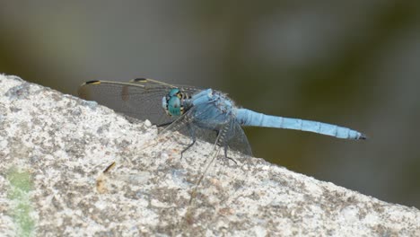 Blue-Dragonfly-Perched-on-concrete---macro