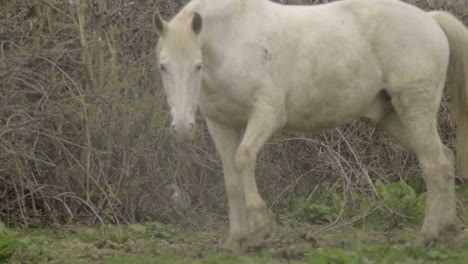 White-horse-walks-towards-camera