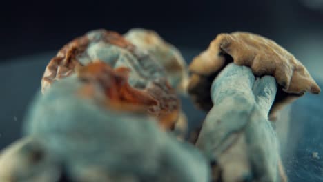 una toma macro cinematográfica de un hongo seco mágico psicoactivo psilocibina alucinación con una tapa roja amarilla, en un soporte reflectante giratorio, iluminación de estudio, full hd, cámara lenta 120 fps