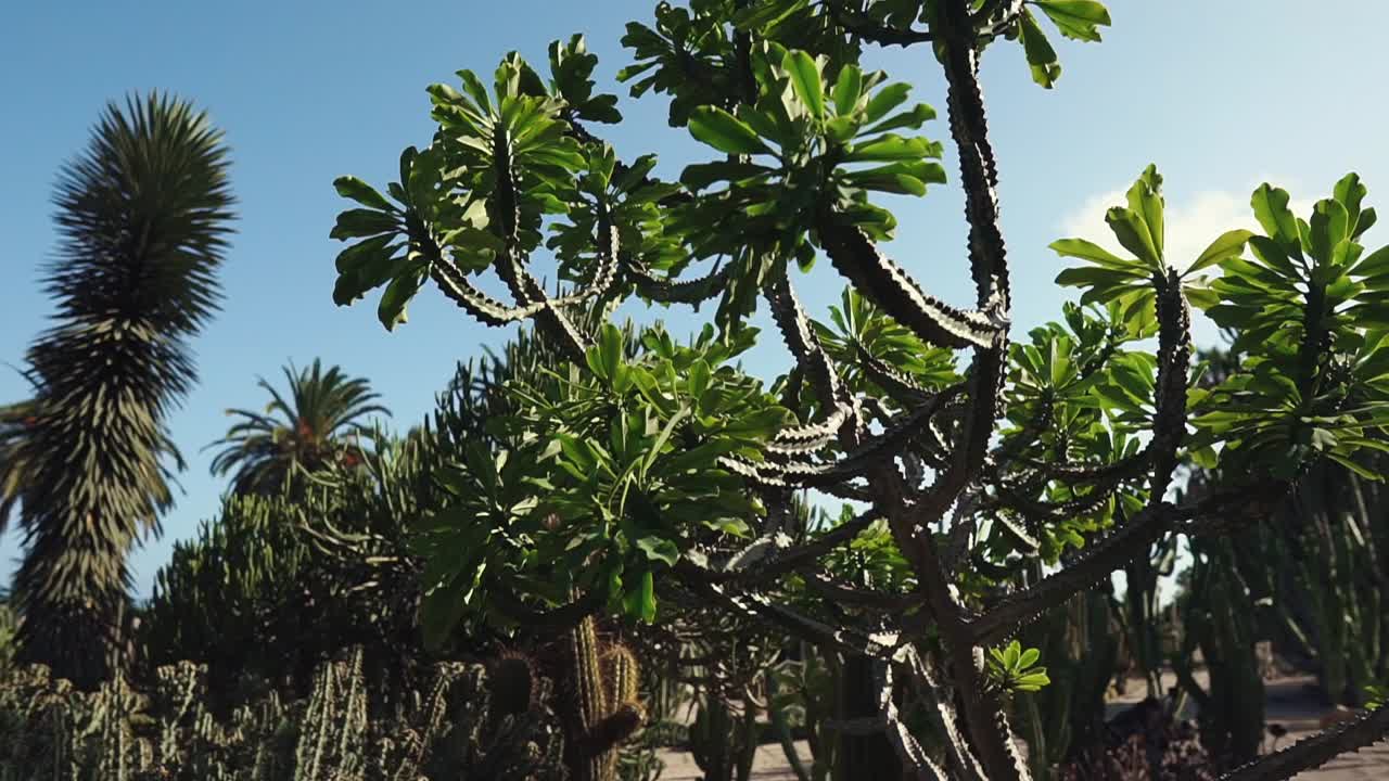 plantas de jardín del desierto
