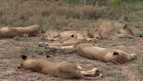 a pride of lions sleeping in a south african game reserve