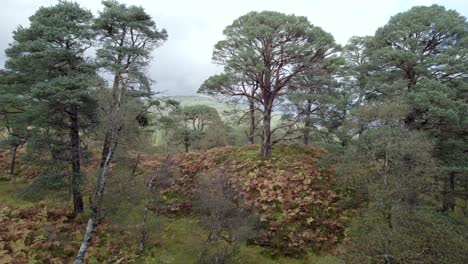 scots pine forest drone footage