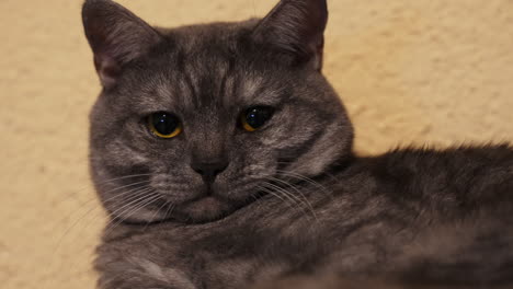 Macro-close-up-of-cute-black-cat-with-yellow-eyes-resting-at-cozy-home