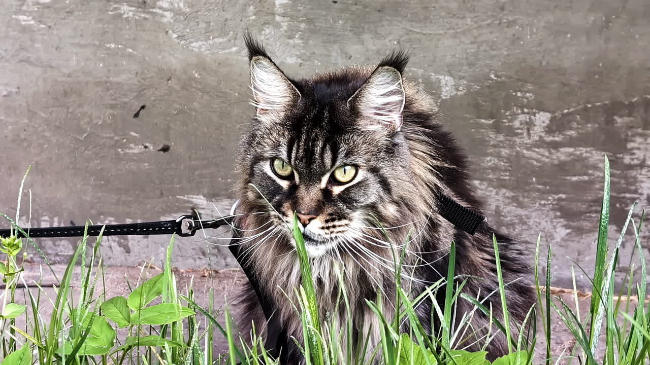 Closeup footage of pet tabby cat eating grasses outdoor.