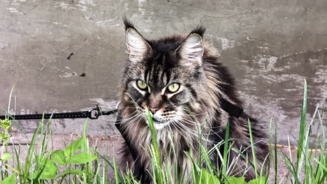 closeup footage of pet tabby cat eating grasses outdoor.