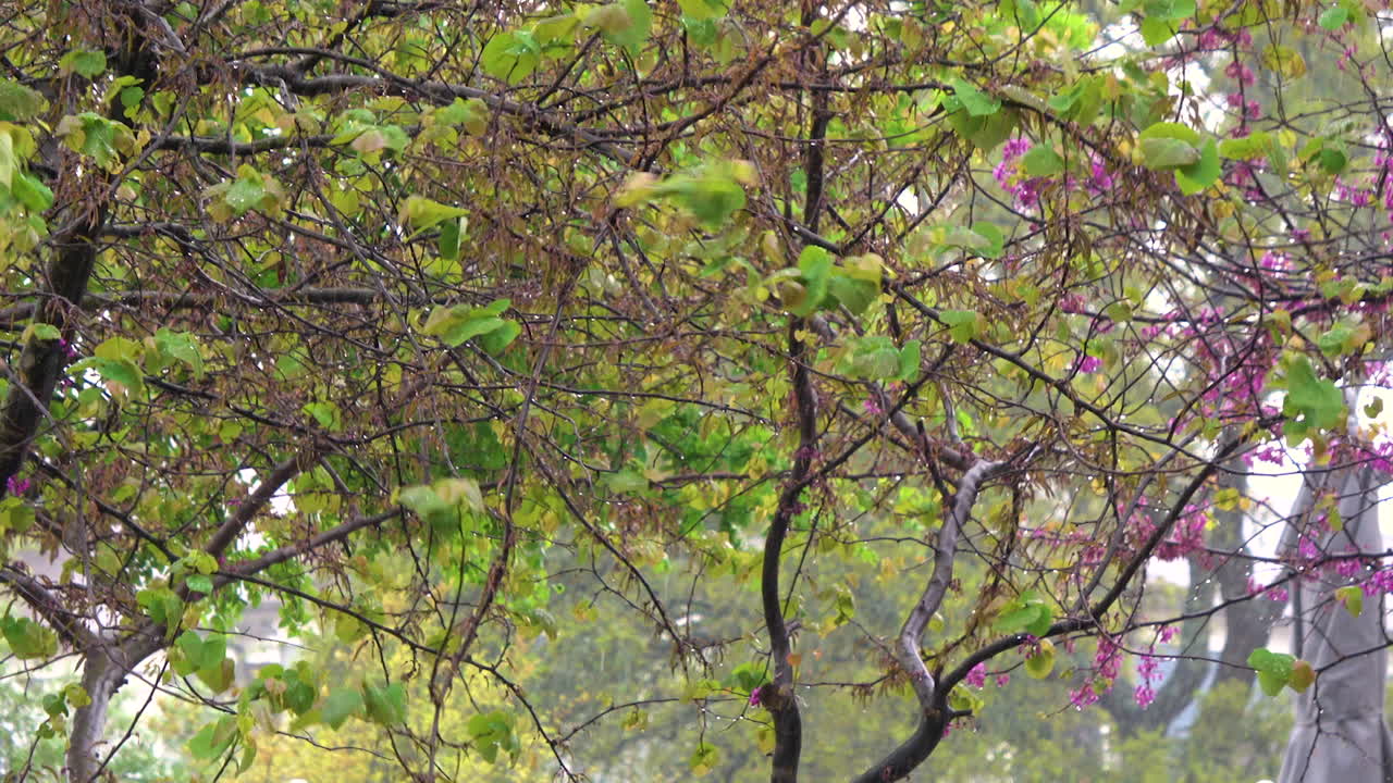 비오는 날 바람이 센 나무 사이로 바람이 불고 정적 4k