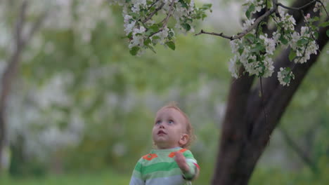 niño tratando de conseguir la rama de un árbol en flor