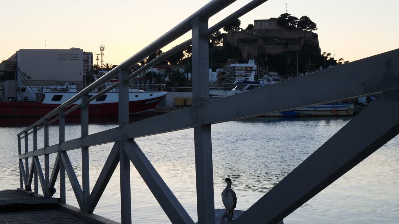 A cormorant in the port of Denia, Spain, with the castle in the background, at night