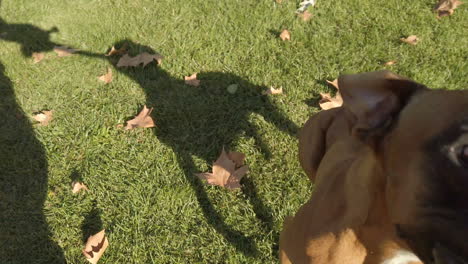 dog biting a toy. take in first person